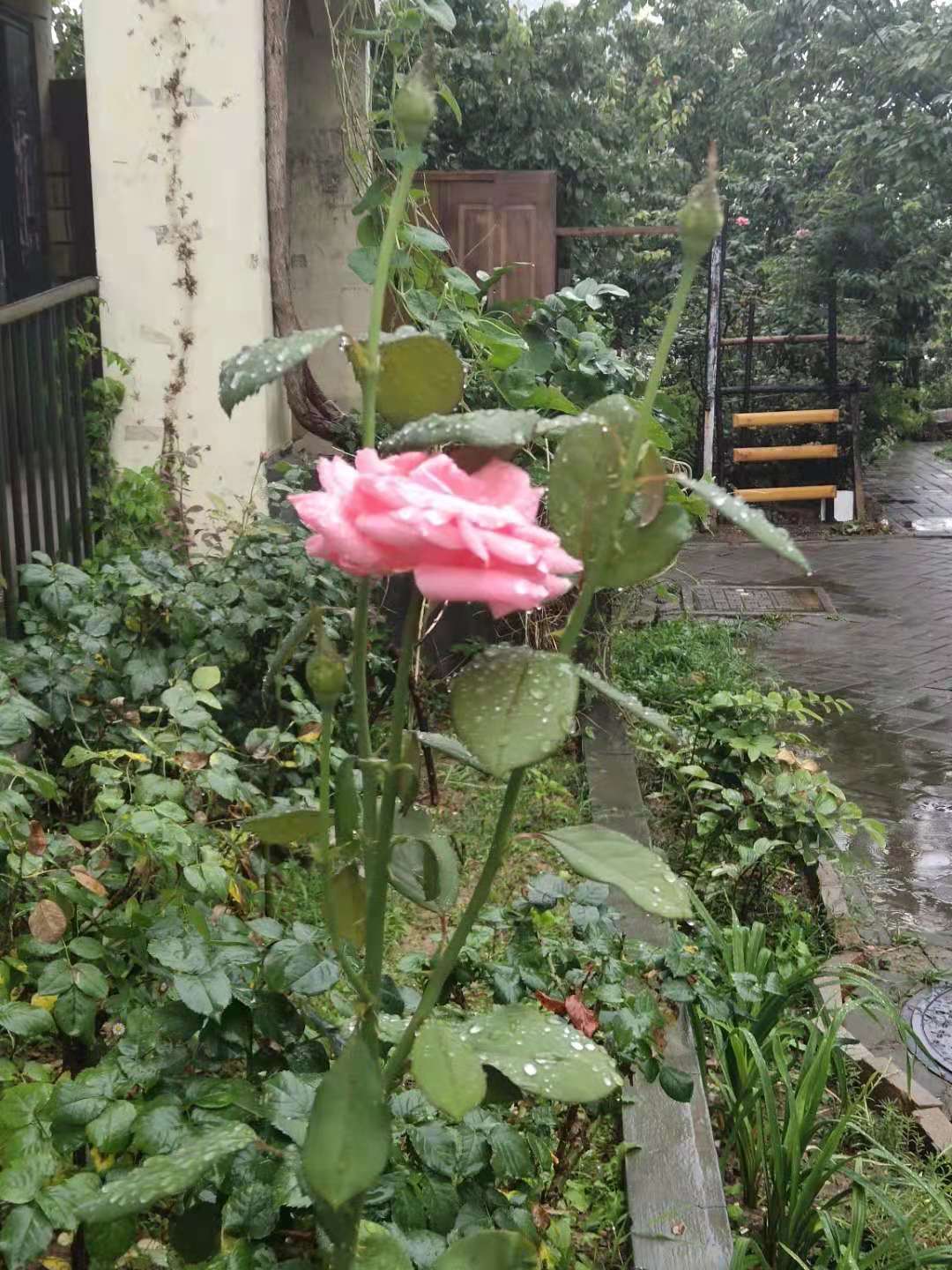 Ǿޱ