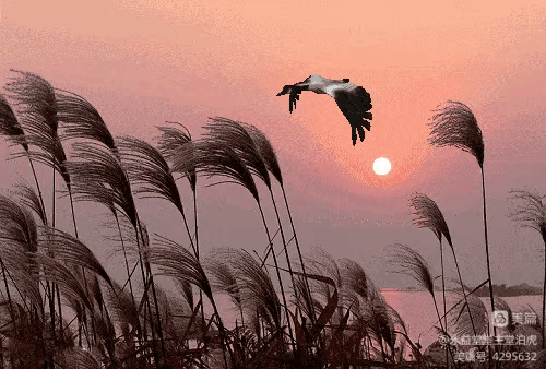 72A86FCD-A618-4141-B475-0A0112678BFB.gif